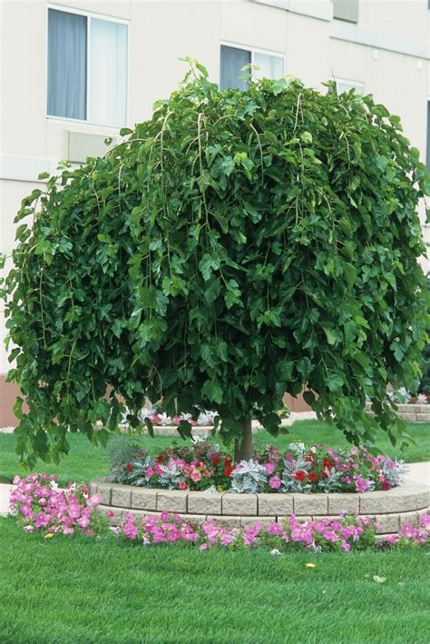 weeping mulberry trees for sale.